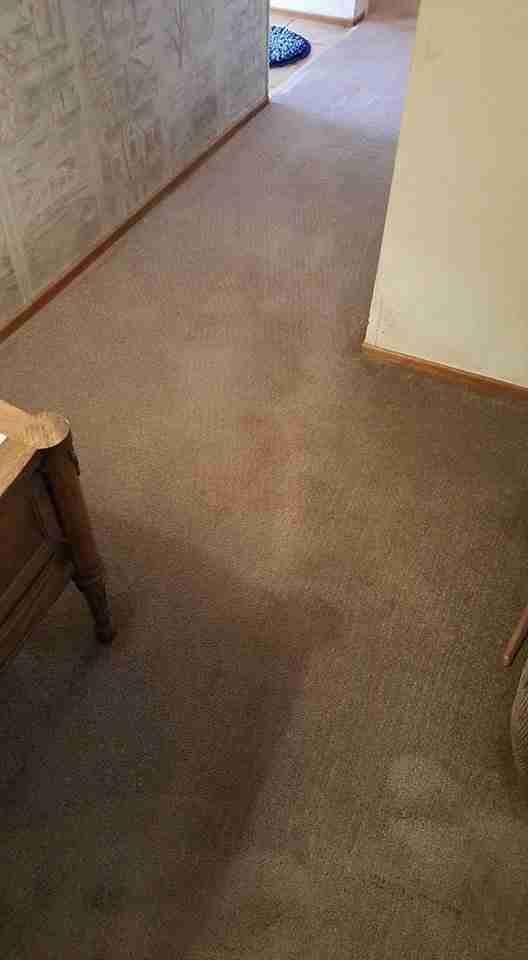 Carpet after Spiker cleaning