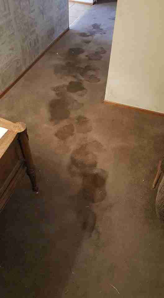 Carpet before Spiker cleaning